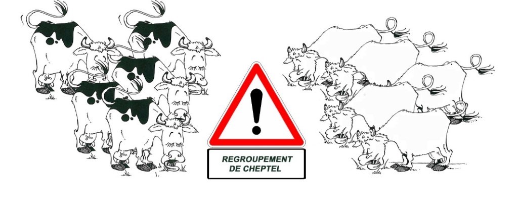 \\gds44.com\public\autresInterventionsEnElevage\fusionRegroupementTroupeaux\Fiche ODASEA\2008_11_17_Illustration_Regroupement_cheptel.jpg